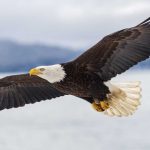 Image of a Bald Eagle