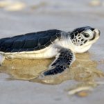 Image of a Green Sea Turtle hatchling