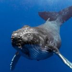 Image of a humpback whale