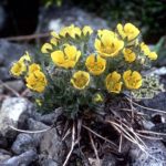 Image of Potentilla robbinsiana plant